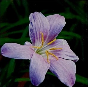 {{productViewItem.photos[photoViewList.activeNavIndex].Alt || productViewItem.photos[photoViewList.activeNavIndex].Description || 'Алмазная мозаика 20*20 LM-K20182'}}