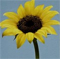 Алмазная мозаика 20*20 LM-K20017 ZT-PR-004655 - фото 223